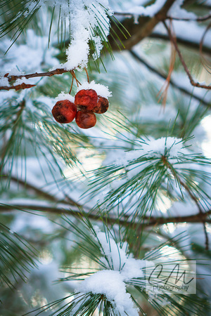 Winter's Treats