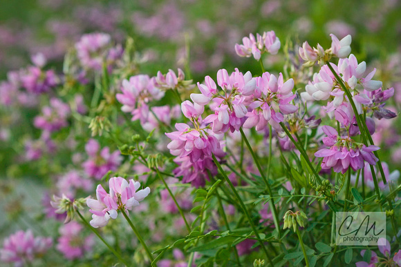 Crown Vetch