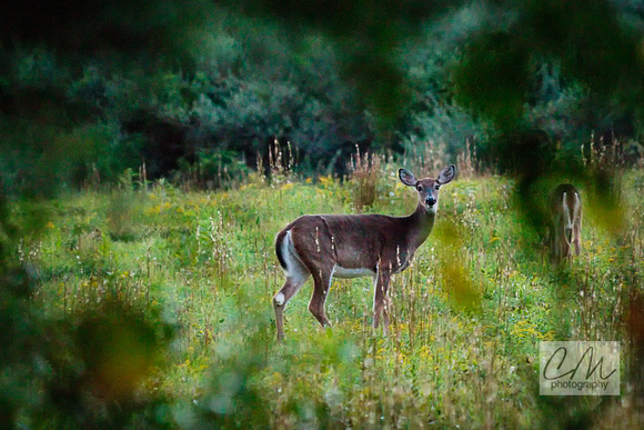 Deer off South Road