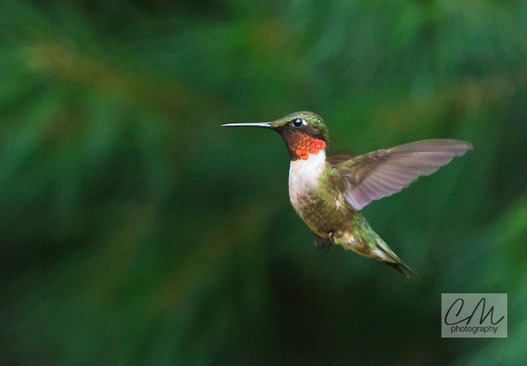 Ruby Throated Hummingbird