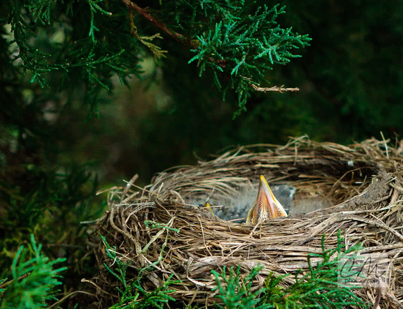 Baby Robin