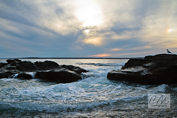 Beavertail