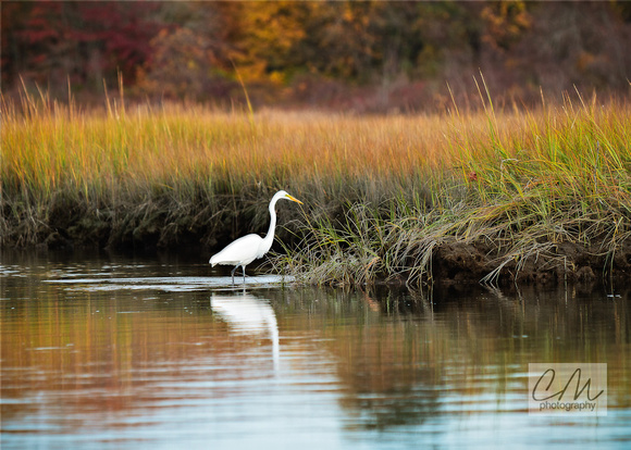 White Heron at Zeek's Creek