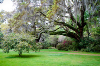 Magnolia Plantation & Gardens