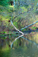 Arcadia - Springtime in RI