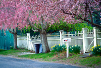 Trash Day in Wickford Village